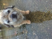 Border terrier needs re-homing  FREE to good home 