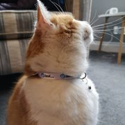 Worded Kitten Collars - Best Pet Suppliers Shop