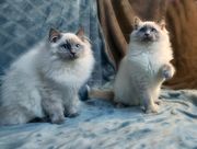 Beautiful Ragdoll Kittens Only 2 Left
