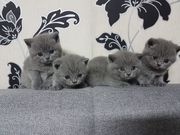 4 Beautiful British Shorthair Kittens Looking For Forever Homes.