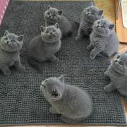 5 blue British shorthair kittens 