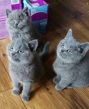  Family Indoors British Shorthair Kittens available