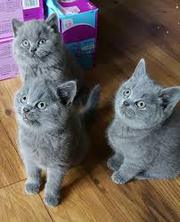   British Shorthair Blue GCCF all kittens