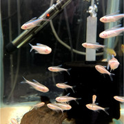 Predator Aquatics - Fish Species Albino Black Neon Tetra