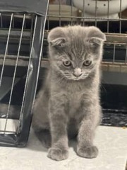 Beautiful Scottish fold kittens