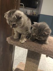 Happy scottish fold kittens for home use