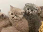 wonderful scottish fold kittens