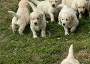 Golden Retriever puppies