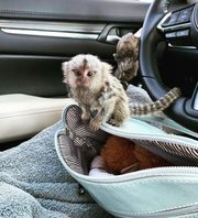 Marmosets monkeys. WhatsApp:  +44 741 560 4528