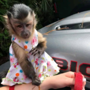Capuchin monkey for sale. WhatsApp:  +44 741 560 4528