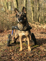 Dog Wheelchairs UK