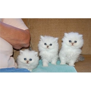 Attractive Persian kittens