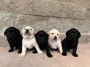 Labrador Retriever puppies for sale.