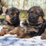 German Shepherd Dog 