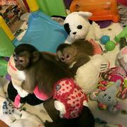 BABY CAPUCHIN MONKEYS FOR SALE