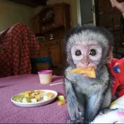 Community trained capuchin baby monkey 