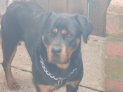 rotteweiler pups ready to go now 