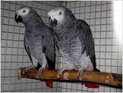 African Grey parrots for sale