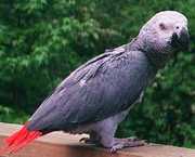 Cute Talking African Grey Parrots