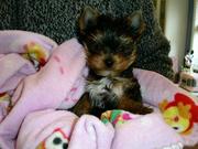 Teacup yorkie puppies 