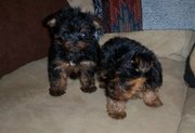 Tea Cup Yorkshire Terier Puppies For Sale 