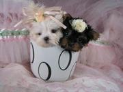   Teacup Yorkies,  Maltese For Sale