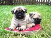 Free Fawn Pug Puppies