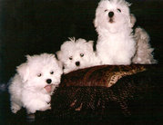 Adorable Maltese puppies for sale