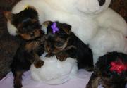 Hand raised cute tea cup Yorkie puppies