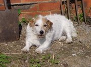 Missing Jack Russell ~ REWARD