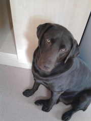 Chocolate Labrador 18 months for sale £150 0vno