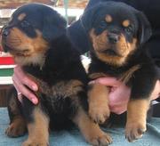 Pure German Rottweiler Puppies For Adoption