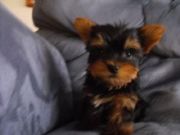  TINA TEA CUP YORKIE FOR ADOPTION 