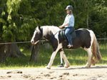 two Purebred Friesian horses available.