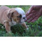 English bulldog puppies available