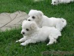 maltese puppies for sale