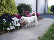 labrador retriever puppy for sale