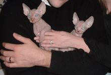 Solid White Green Eyed Sphynx Outcross Kitten