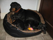 Dobermann puppies black & tan,  male & female - READY NOW!