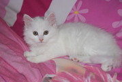 BEAUTIFUL WHITE FLUFFY HALF BIRMAN KITTENS BOY & GIRL CAT