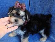 free t-cup yorkie  puppies for adoption