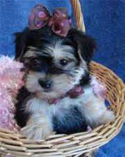 free t-cup yorkie  puppies 