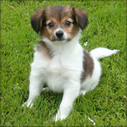 Lovely Papillon puppies ready for home adoption