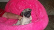 Playful Pug Puppies For Good Home Adoption!!!!