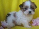 Baby Shih Tzu Puppy