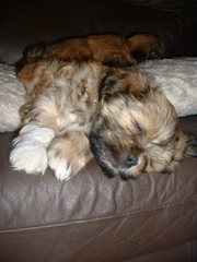 PEDIGREE LHASA APSO PUPPIES FOR SALE