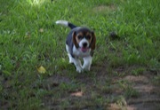 Beagle puppies for sale