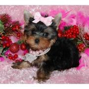 cute yorkie puppies for sale