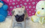 favorite puppy. PUG PUPPIES FOR ADOPTION