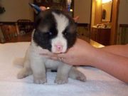 AKC Akita pups two males two females